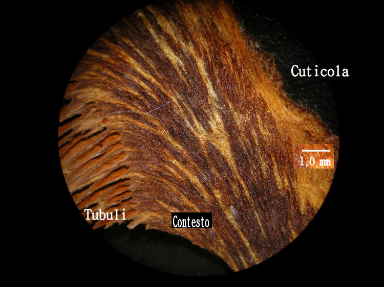 Hymenochaetaceae - Phellinus ??? (Inonotus tamaricis)